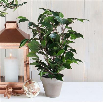 ΤΕΧΝΗΤΟ ΦΥΤΟ ΣΕ ΓΛΑΣΤΡΑ 40ΕΚ. FICUS 930307 EDELMAN
