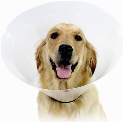 ΠΡΟΣΤΑΤΕΥΤΙΚΟ ΚΟΛΑΡΟ CHECK ΔΙΑΦΑΝΕΣ (20CM) KVP