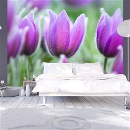 ΦΩΤΟΤΑΠΕΤΣΑΡΙΑ - PURPLE SPRING TULIPS 350X270 POLIHOME