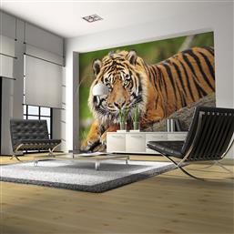 ΦΩΤΟΤΑΠΕΤΣΑΡΙΑ - SUMATRAN TIGER 350X270 POLIHOME