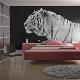 ΦΩΤΟΤΑΠΕΤΣΑΡΙΑ - WHITE TIGER 350X270 POLIHOME