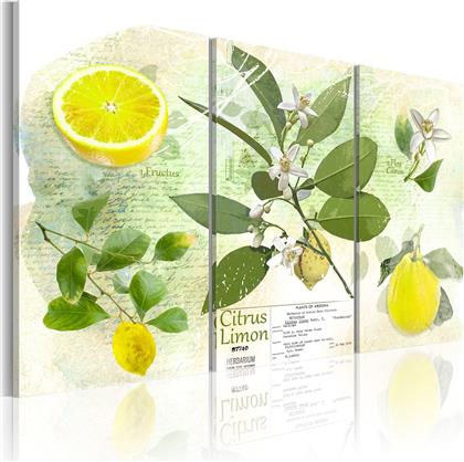 ΠΙΝΑΚΑΣ - FRUIT: LEMON 60X40 POLIHOME από το POLIHOME