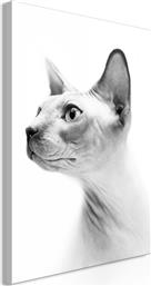 ΠΙΝΑΚΑΣ - HAIRLESS CAT (1 PART) VERTICAL - 60X90 POLIHOME
