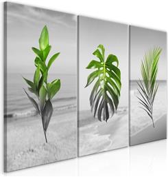 ΠΙΝΑΚΑΣ - PLANTS (COLLECTION) - 120X60 POLIHOME