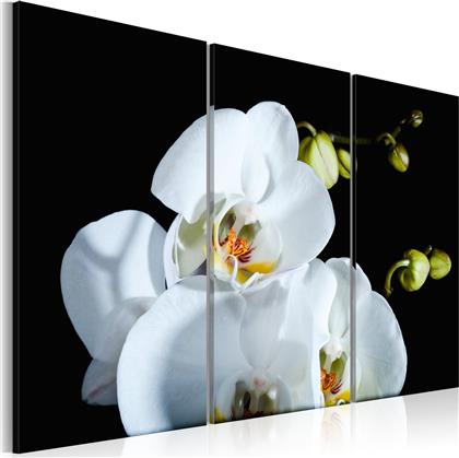 ΠΙΝΑΚΑΣ - SNOWY ORCHID 60X40 POLIHOME