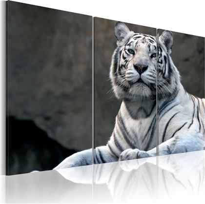 ΠΙΝΑΚΑΣ - WHITE TIGER 90X60 POLIHOME