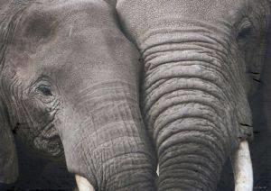 LOXODONTA AFRICANA, AMBOSELI NATIONAL PARK, KENYA 1000 ΚΟΜΜΑΤΙΑ RICORDI