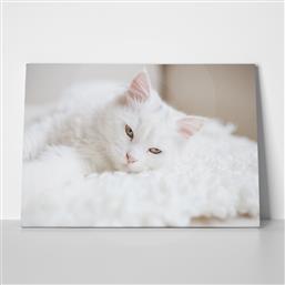 ΠΙΝΑΚΑΣ WHITE CAT STICKY από το STICKY