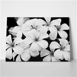 ΠΙΝΑΚΑΣ ΣΕ ΚΑΜΒΑ BLACK AND WHITE FLOWERS STICKY