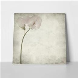 ΠΙΝΑΚΑΣ ΣΕ ΚΑΜΒΑ TEXTURED OLD PAPER BACKGROUND SWEET PEA STICKY